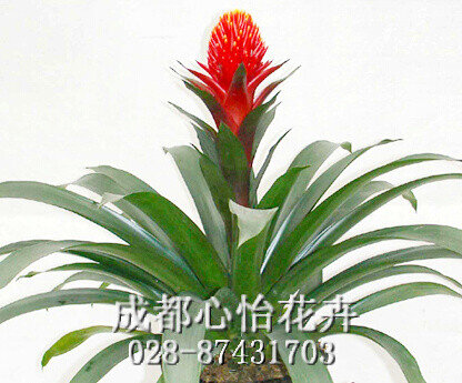 成都辦公室租綠植品種